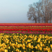 lente-achtergrond-met-een-veld-vol-gekleurde-tulpen