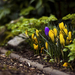 lente-foto-met-gele-krokussen-die-uit-de-grond-komen