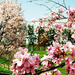 lente-foto-met-roze-bloemen-aan-de-bomen
