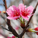 lente-foto-van-een-tak-met-roze-bloemen
