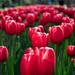 lente-wallpaper-met-rode-tulpen