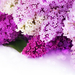 mooie-roze-en-paarse-bloemen-wallpaper