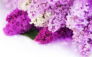mooie-roze-en-paarse-bloemen-wallpaper