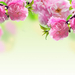 roze-bloemen-in-de-lente-hd-lente-wallpaper
