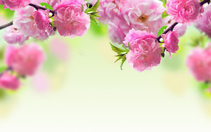 roze-bloemen-in-de-lente-hd-lente-wallpaper