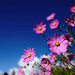 achtergrond-met-mooie-roze-bloemen-en-een-strak-blauwe-lucht