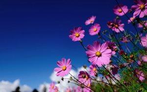 achtergrond-met-mooie-roze-bloemen-en-een-strak-blauwe-lucht