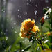 bloemen-achtergrond-gele-rozen-regendruppels-regenbui