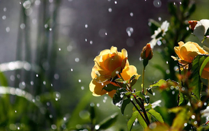 bloemen-achtergrond-gele-rozen-regendruppels-regenbui