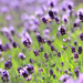 bloemen-achtergrond-met-lavendel