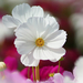 close-up-foto-van-een-witte-bloem