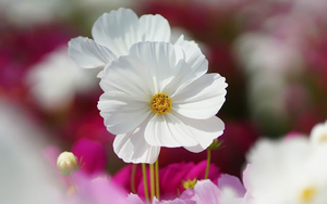 close-up-foto-van-een-witte-bloem