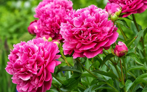 foto-mooie-roze-bloemen-in-bloei-hd-bloemen-bureaublad-achtergron