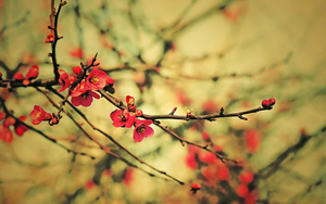 foto-van-de-eerste-lente-bloemknoppen-aan-takjes-in-de-boom-hd-le