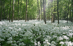 foto-van-de-lente-in-het-bos-met-witte-bloemen-op-de-grond