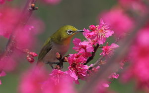 foto-van-een-vogel-in-een-boom-met-roze-bloesem-hd-vogel-wallpape