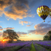 achtergrond-met-luchtballonnen-boven-een-veld-vol-met-paarse-bloe