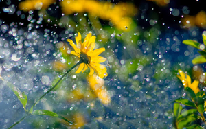 close-up-foto-van-gele-bloemen-in-de-regen-hd-bloemen-achtergrond