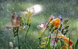 foto-bloemen-in-de-regen-achtergrond-slecht-weer-wallpaper