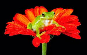 foto-groene-kikker-op-rode-bloem-en-een-zwarte-achtergrond