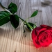 foto-rode-roos-op-hout-hd-bloemen-achtergrond