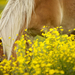 foto-van-bruin-paard-tussen-gele-bloemen-hd-paarden-achtergrond