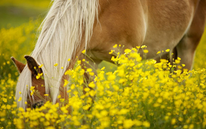 foto-van-bruin-paard-tussen-gele-bloemen-hd-paarden-achtergrond