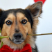 foto-van-een-hond-met-een-rode-roos-in-zijn-bek-hd-honden-wallpap