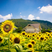 foto-van-een-veld-vol-mooie-zonnebloemen-en-een-huis-op-de-achter