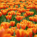 foto-van-hollandse-oranje-tulpen-hd-oranje-tulpen-achtergrond