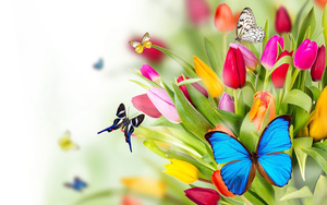 lente-achtergrond-met-tulpen-en-vlinders