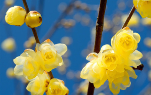 lente-wallpaper-met-gele-lente-blaadjes-aan-de-takken-van-een-boo