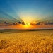 hd-achtergrond-met-graanvelden-bij-zonsondergang
