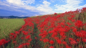 hd-achtergrond-met-rode-bloemen-in-een-veld