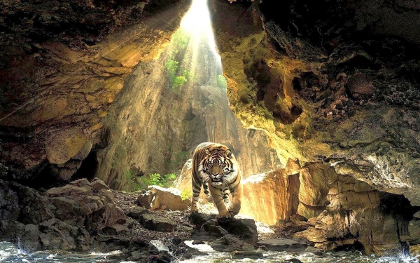 hd-achtergrond-met-tijger-in-een-grot