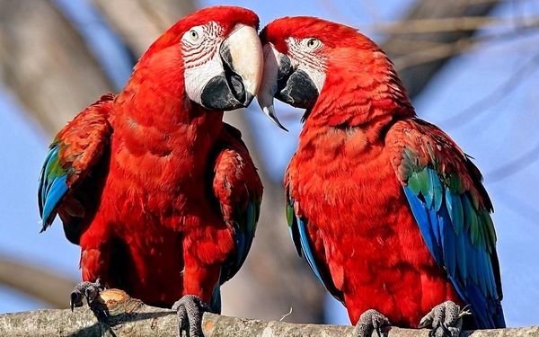 hd-achtergrond-met-twee-rode-papegaaien-op-boomtak