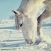 hd-achtergrond-met-wit-paard-in-witte-sneeuw