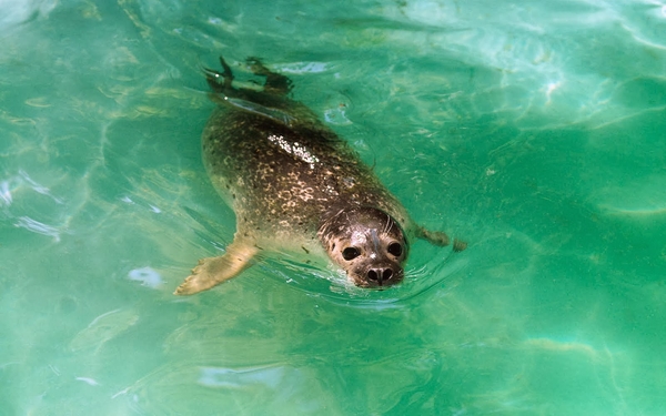 hd-achtergrond-met-zeehond-zwemmend-in-groen-water