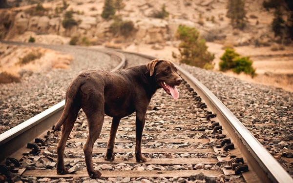 hd-wallpaper-met-donker-bruine-hond-op-spoor-rails