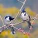 lente-achtergrond-met-Roodoorbuulbuul-vogels