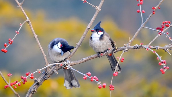 lente-achtergrond-met-Roodoorbuulbuul-vogels