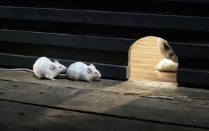 leuke-desktop-achtergrond-met-kat-en-twee-muizen