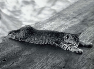 zwart-wit-achtergrond-met-kat-op-houten-bankje-of-tafel