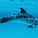 hd-achtergrond-met-dolfijn-zwemmend-in-blauw-water