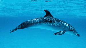 hd-achtergrond-met-dolfijn-zwemmend-in-blauw-water