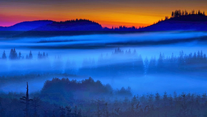 hd-achtergrond-met-een-bos-in-de-morgen-bij-zonsopgang-met-mist