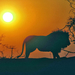 hd-achtergrond-met-leeuw-in-afrika-bij-zonsondergang