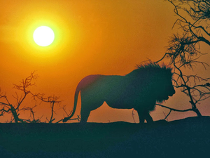 hd-achtergrond-met-leeuw-in-afrika-bij-zonsondergang