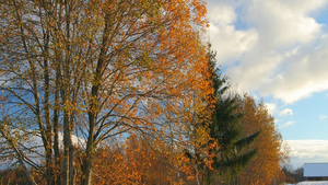 hd-achtergrond-met-oranje-bladeren-in-de-herfst