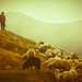 hd-achtergrond-met-schaapherder-met-schapen-in-de-bergen-van-roem